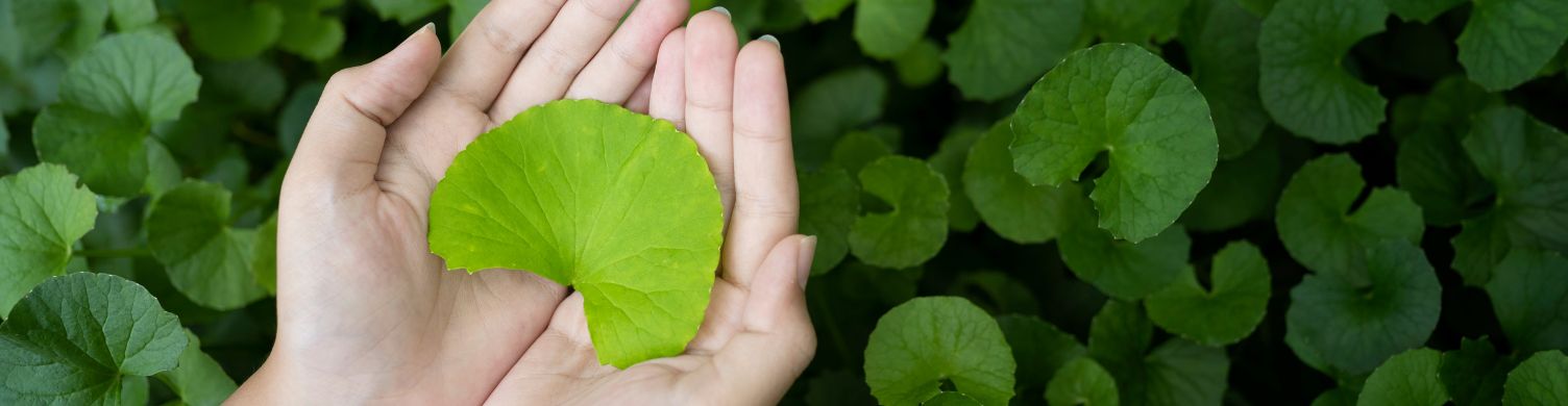 wąkrota-azjatycka-pielęgnacja-skóry-roślina-dłonie