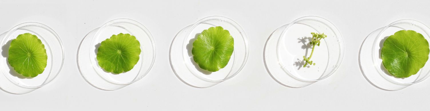 roślina-wąkrota-azjatycka-centenella-cica-listki